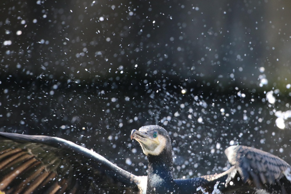 Вице-губернатор Краснодарского края побывал в центре реабилитации птиц