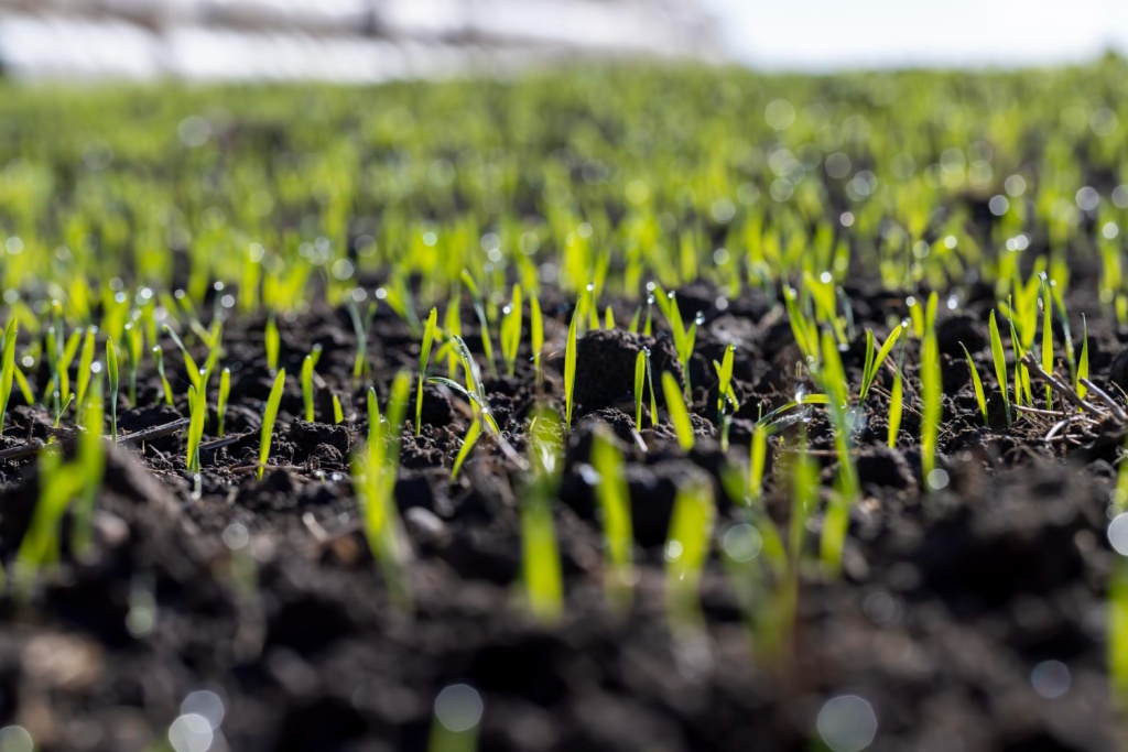 Россельхознадзор выявил нарушения при посеве порядка 2000 тонн семян ульяновскими аграриями