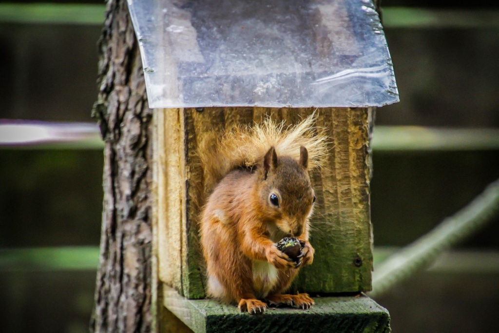 Школьников Тывы приглашают поучаствовать в конкурсе "Дом для белки своими руками"