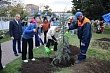 Геленджик озеленяют в рамках экопроекта «Дерево нашей семьи»