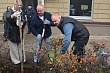 Воронежские депутаты высадили молодые клены у парка «Орленок» в преддверии Дня народного единства